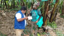Piura: PIP Banano orienta a productores para fortalecer la bioseguridad en sus parcelas frente al riesgo del Fusarium R4T