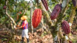 Precio del cacao rompe récords y condiciones climáticas en Perú favorecerán su cultivo