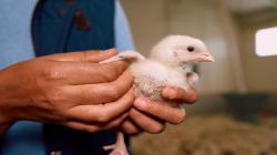 Prevenir la influenza aviar es fundamental para la seguridad alimentaria