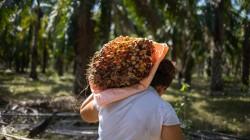 ProAmazonía: “La palma aceitera impulsa desarrollo sostenible, empleo y formalidad”