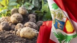 Produccción de papa de Perú alcanzó las 908.038 toneladas en junio de este año