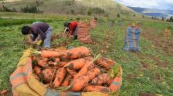 Producción agropecuaria de Perú se redujo -2.91% en el 2023