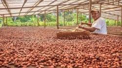 Producción de cacao peruano se contrajo 11.3% en mayo de este año