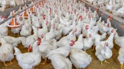 Producción nacional de ave creció 2.4% en diciembre de 2025