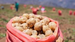 Producción nacional de papa creció 14.1% en el primer mes del presente año