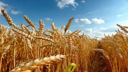 Producción nacional de trigo solo cubre el 9% de la demanda interna