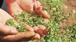 Producción peruana de orégano alcanzó las 13.935 toneladas en 2025