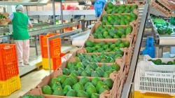 Productores de Áncash ingresan al mercado formal con venta de palta por S/ 238 mil