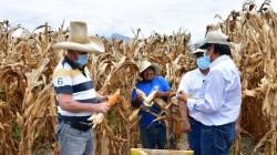 Productores son capacitados para mejorar cultivo de maíz