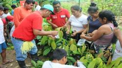 Proyecto de cacao gana cofinanciamiento de fondo concursable Procompite del Gore Amazonas