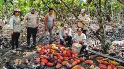 Récord histórico en la producción de cacao peruano y señales de madurez en el sector