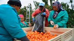 Regulaciones de la UE afectarán las exportaciones de naranjas de Sudáfrica