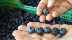 Rentabilidad, competitividad y avance de la industria del arándano será abordado en el Seminario Internacional de Blueberries Perú 2023