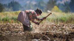 San Martín: activarán Seguro Agrícola Catastrófico de más de S/. 2 millones