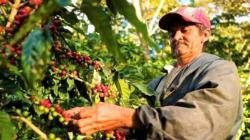 San Martín ejecutó 96% de su presupuesto destinado al sector agrario en 2025