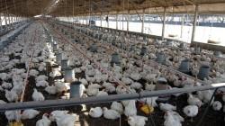 Se viene el Congreso de Avicultura AVEM 2025 en Lima