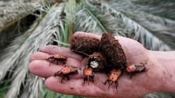 Senasa declara alerta fitosanitaria nacional por riesgo de ingreso del picudo rojo de las palmeras