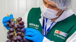 Senasa: La inocuidad posiciona la uva de mesa peruana como producto competitivo