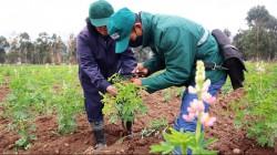 Senasa vigila actualmente más de 1.6 millones de hectáreas de cultivo