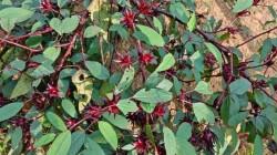 Tumbes apuesta por la flor de Jamaica: piloto proyecta rentabilidad superior al 40 %