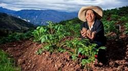 Visibilizar a la mujer es fortalecer el agro peruano