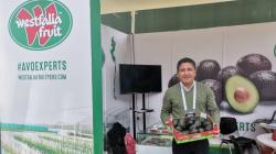 Westfalia Fruit Peru apuesta por nuevas variedades de palta para liderar mercado