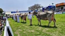 XII Feria Nacional de Ganado Lechero reunirá a ejemplares Holstein y Brown Swiss en Lurín