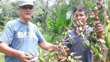 Agricultura sostenible: proyecto prevé elevar la producción de camu camu a 9 toneladas por hectárea con uso de biol