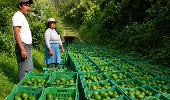 Producción peruana de palta alcanzó las 1.227.819 toneladas en 2025