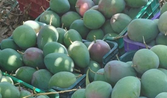 “Se están recolectando mangos con bajo nivel de brix y sin el característico color de la pulpa”