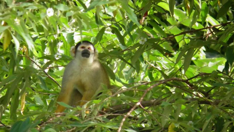 16 comunidades nativas de Atalaya fortalecen vigilancia de sus bosques