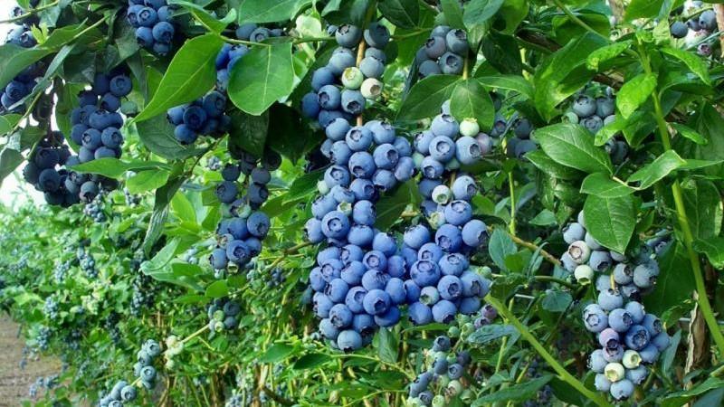 16 variedades representan el 92% de las hectáreas cultivadas de arándanos en Perú