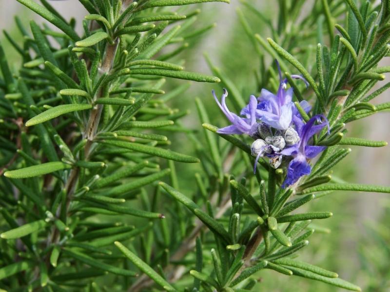 2018: exportación peruana de plantas y semillas para medicina y perfumería superó los US$ 8 millones