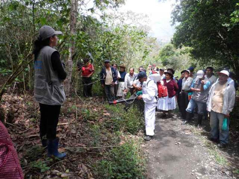 7.580 CAFICULTORES SON ENTRENADOS PARA REDUCIR INDICENCIA DE ROYA AMARILLA