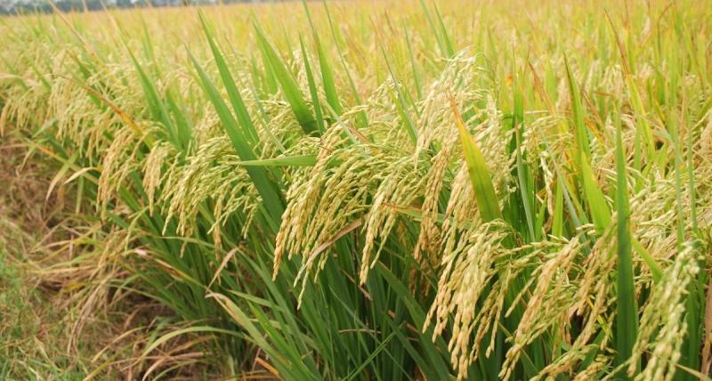 “Actualmente son cerca de 700 mil hectáreas de arroz en nuestro país, las cuales son manejadas por entre 150 mil y 160 mil agricultores”