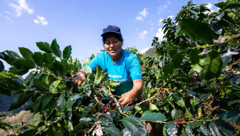 AGAP: informalidad en el sector agrario aumento al 90 % por falta de un marco promotor