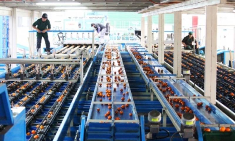 AGRÍCOLA CERRO PRIETO PROYECTA INSTALAR PLANTA DE EMPAQUE