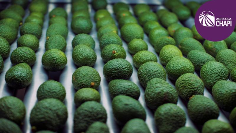 Agrícola Chapi logra diversas recertificaciones para garantizar la calidad de sus procesos y el cuidado del ambiente