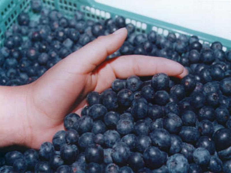 AGRÍCOLA DON RICARDO ESTIMA EXPORTAR 280 TONELADAS DE ARÁNDANOS EL 2018