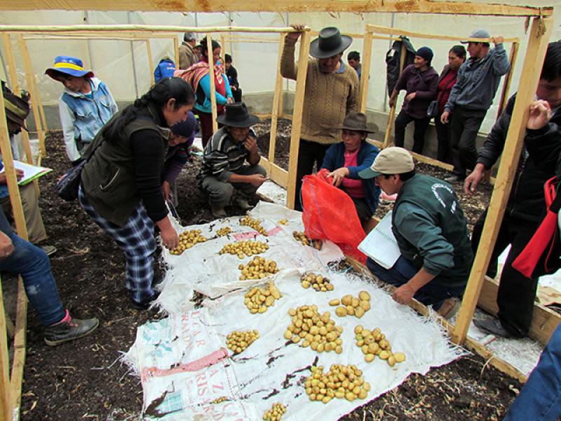 Agricultores aprenden técnicas innovadoras para producir semillas de papa de calidad genética