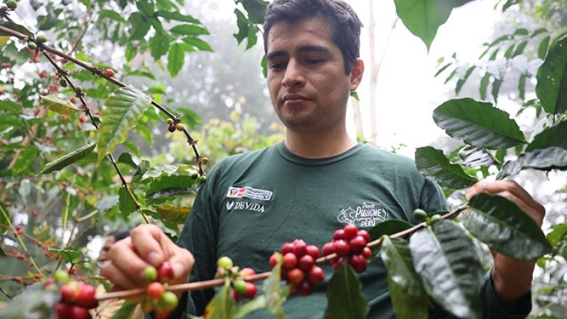 Agricultores proyectan producir 1400 toneladas de café en Pasco y Junín 