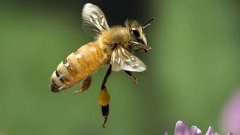 Agricultores y apicultores: una alianza clave para una agricultura sostenible