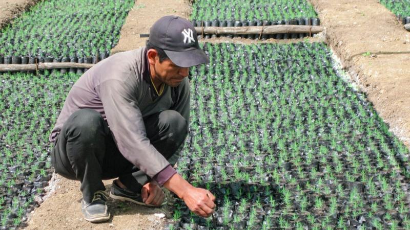 Agro Rural desarrolla proyecto forestal de recuperación de provisión hídrica en Piura