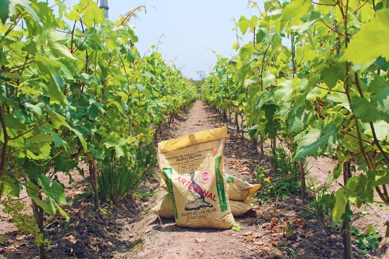 Agro Rural e INIA ganan concurso de investigación para potenciar los beneficios del guano de las islas