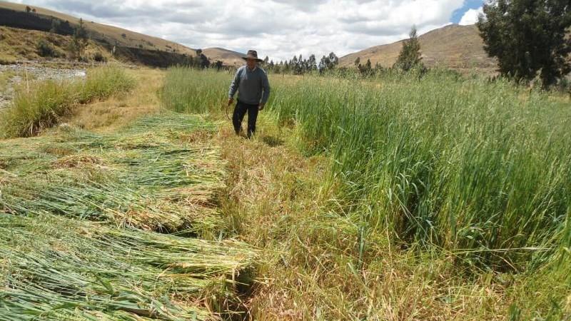 Agro Rural impulsa siembra de pastos mejorados en zonas rurales de Lima