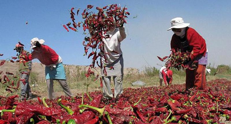 Agro y minería: los dos sectores en los que más se han elevado los salarios