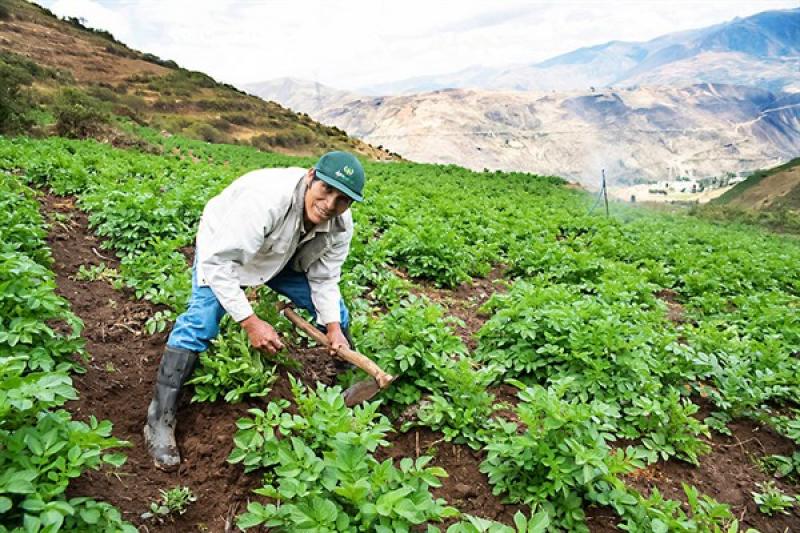 Agrobanco logró meta de colocaciones por S/ 440 millones del Fondo Agroperú