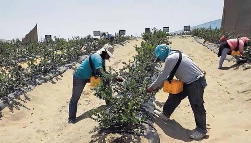Agroexportación está en crisis, aumenta la pérdida de empleos