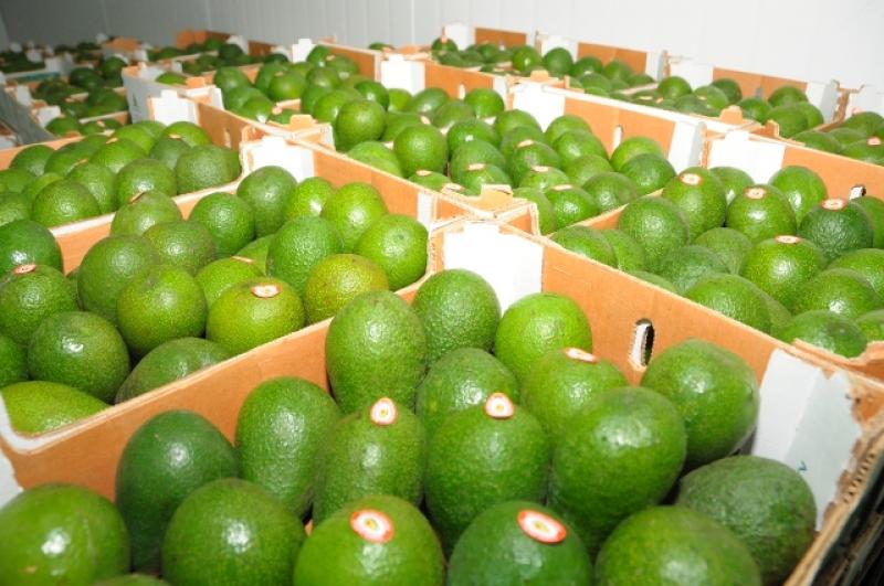 AGROEXPORTACIONES CRECIERON EN 28%