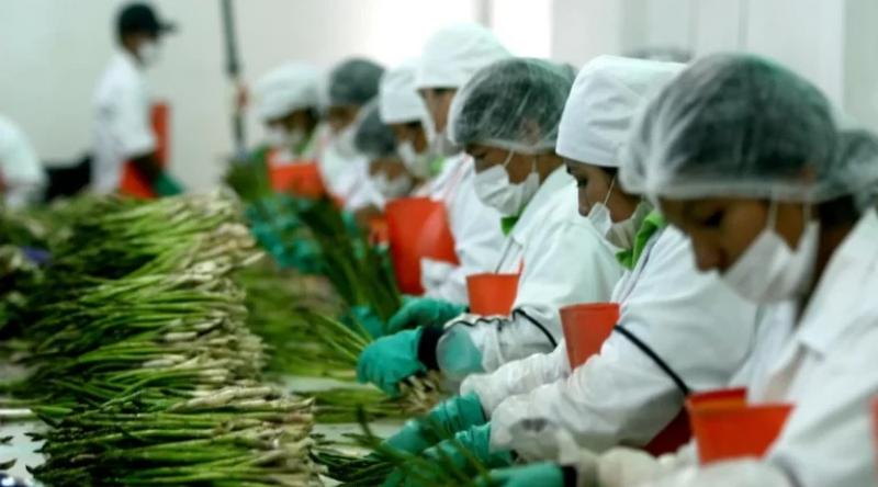 Agroexportaciones peruanas podrían alcanzar los US$ 23.400 millones en 2032 y los US$ 37.500 millones para 2040
